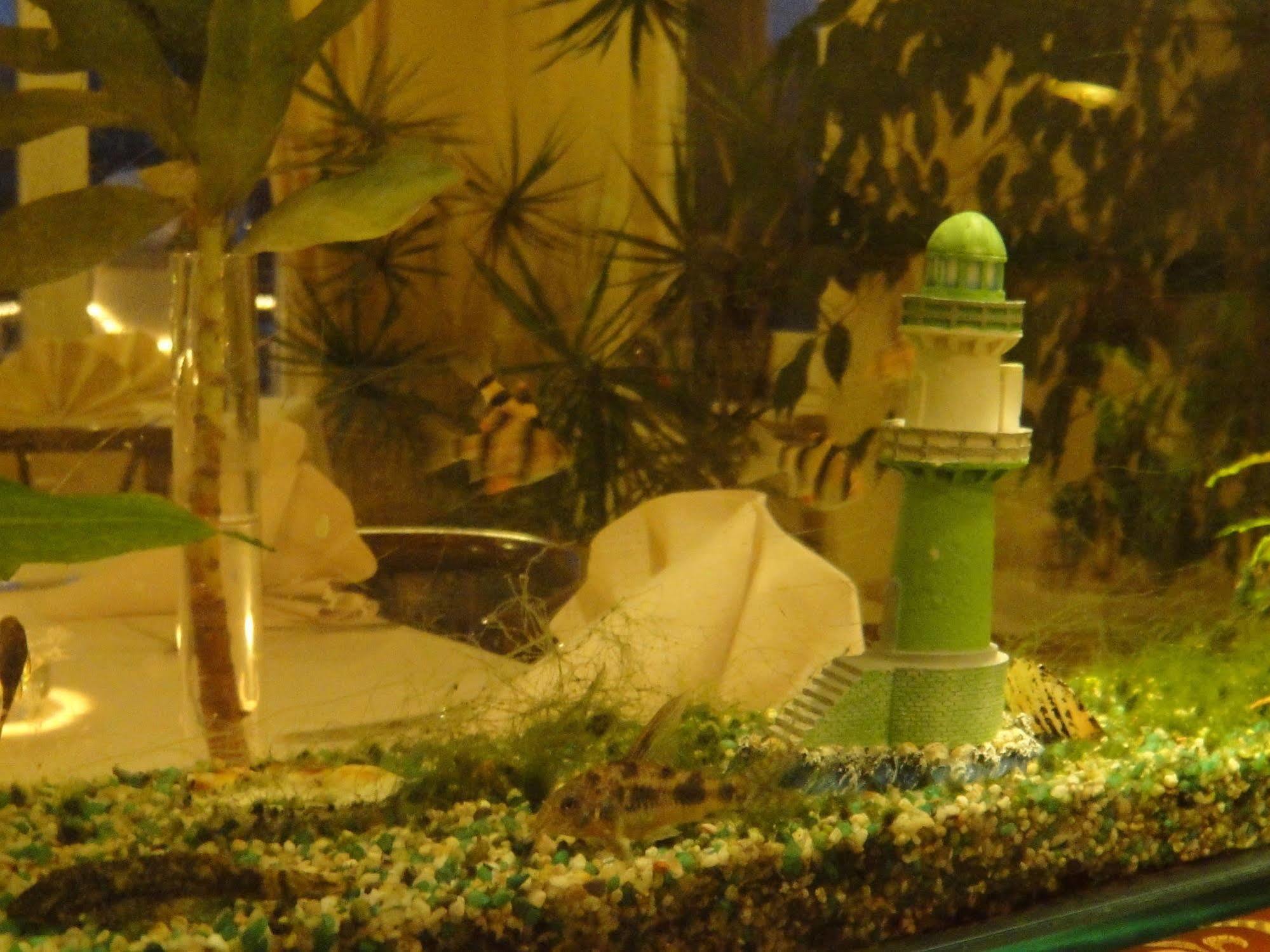 רוסטוק Hotel Belvedere מראה חיצוני תמונה